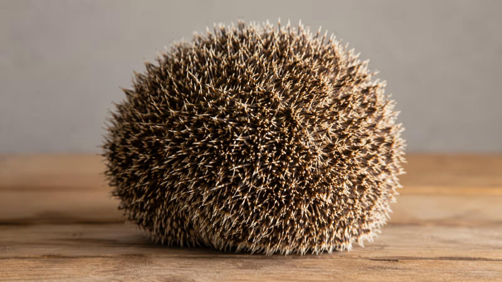 Do Hedgehogs Have Tails? Hedgehog Tail Anatomy Explained