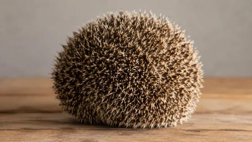 Do Hedgehogs Have Tails? Hedgehog Tail Anatomy Explained