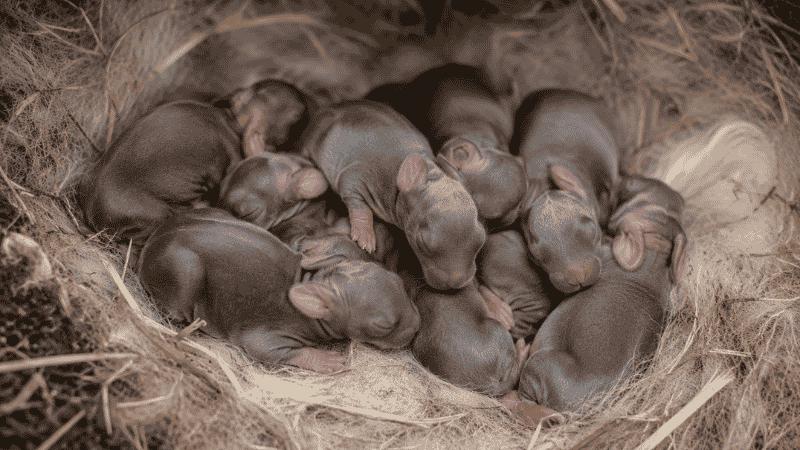 Infant Bunny Care Guide: What Newborn Rabbits Really Need