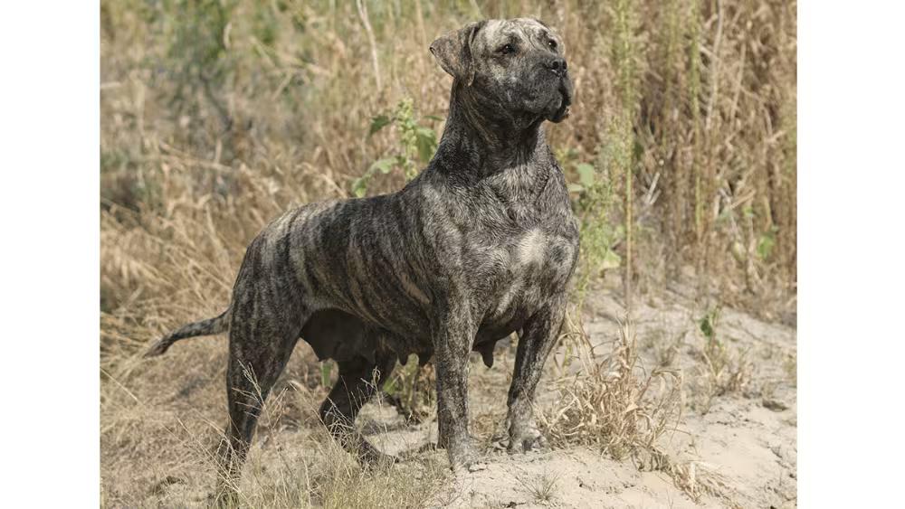 Presa Canario