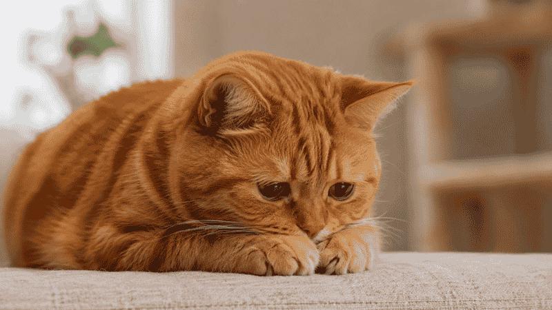 Cats That Puke: Common Causes, Warning Signs, and Solutions