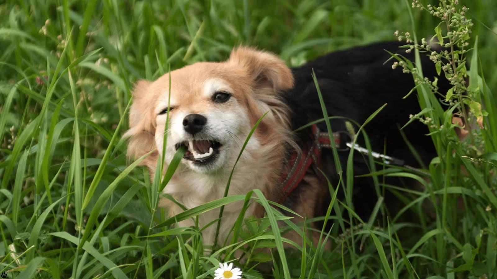 Why Is My Dog Suddenly Eating Grass So Much?