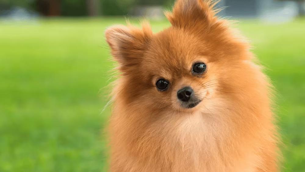 Orange Pomeranian dog with fluffy coat and pointed ears, looking like a tiny fox