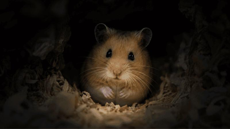 Can a Hamster See in the Dark? The Surprising Truth About Night Vision