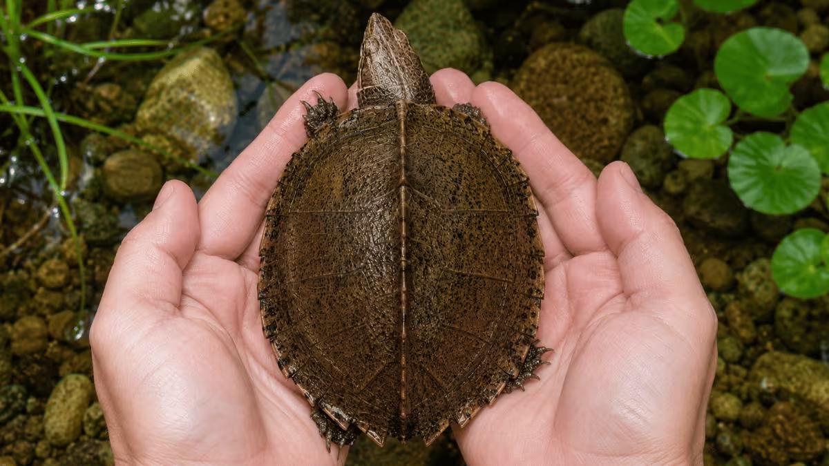 Adult razor-backed musk turtle held gently in two hands showing full shell size for scale with the keel ridge visible from above