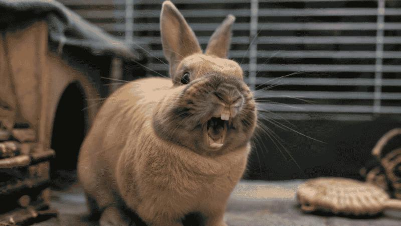 What Does a Rabbit Scream Sound Like? The Terrifying Truth Every Owner Must Know