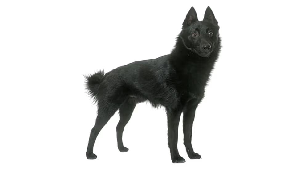 Black Schipperke dog with pointed muzzle and upright ears showing its compact fox-like silhouette
