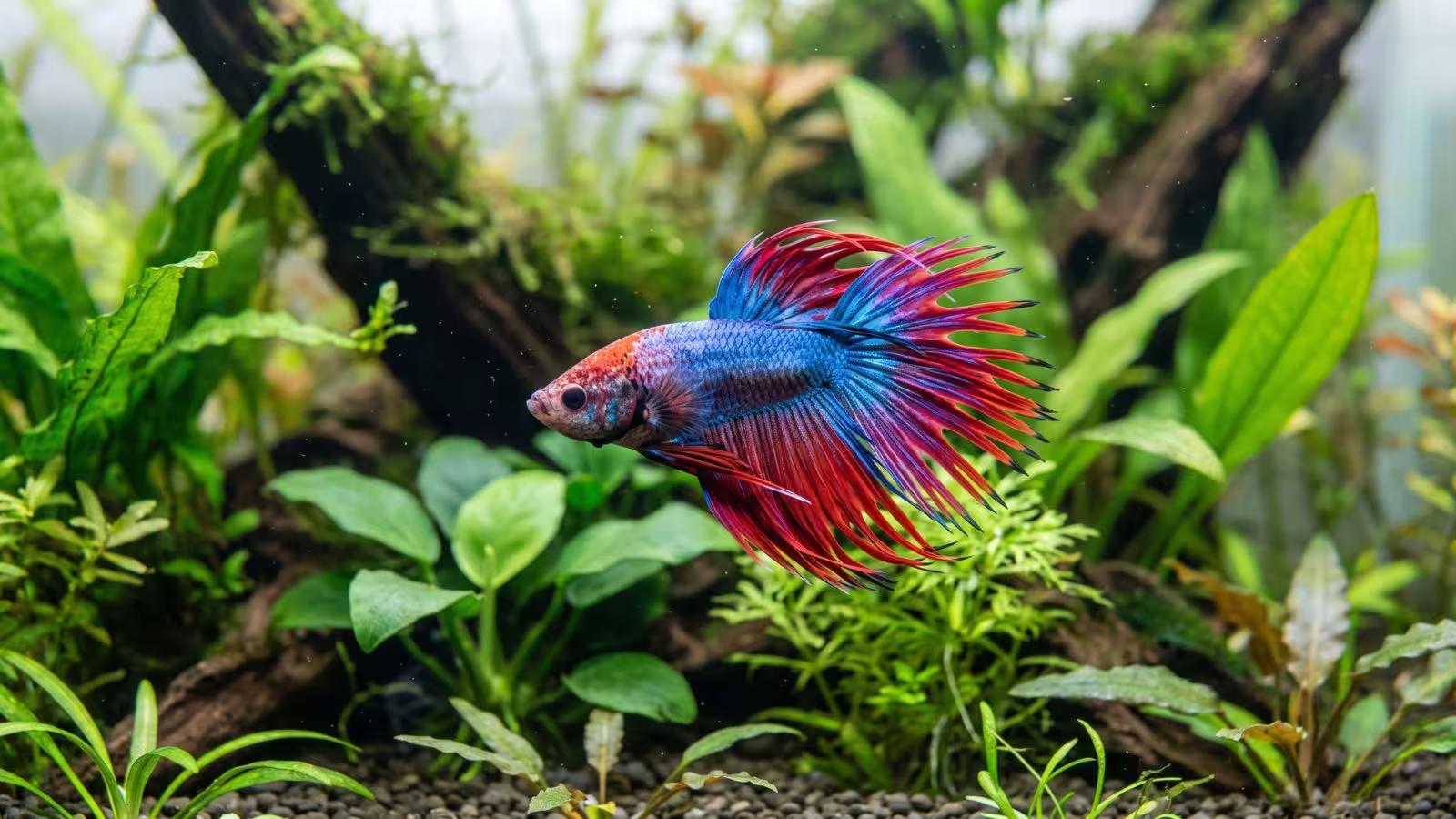 Healthy betta fish in a clean planted aquarium representing proper betta fish care