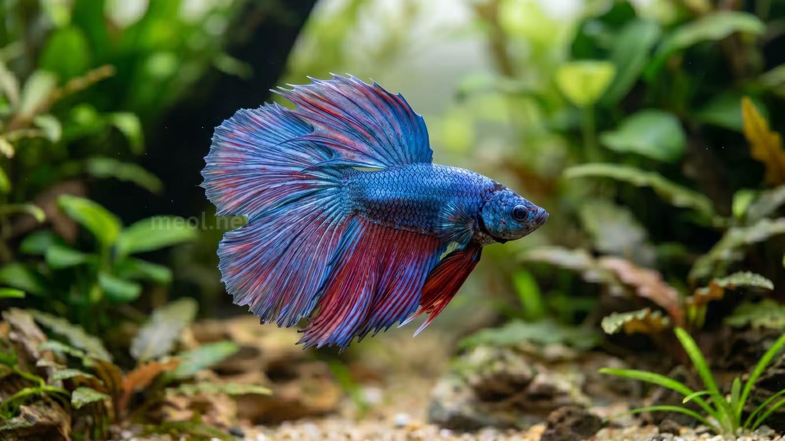 Double Tail Male Betta Fish: Complete Care, Genetics, Health & Buying Guide