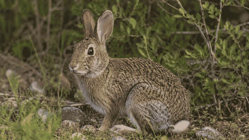 Eastern cottontail rabbit in natural habitat