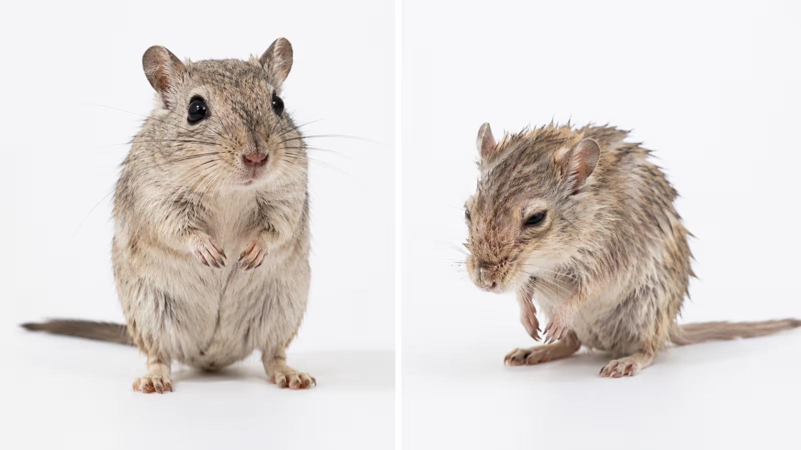 Average Life Expectancy of a Gerbil: What Every Owner Needs to Know