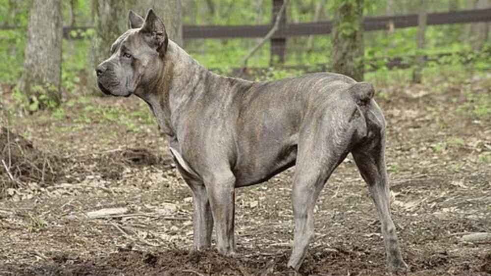 Cane Corso