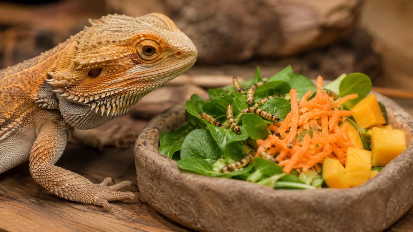 Bearded Dragon Food: The Complete Diet Guide (Veggies, Insects, Fruits & More)