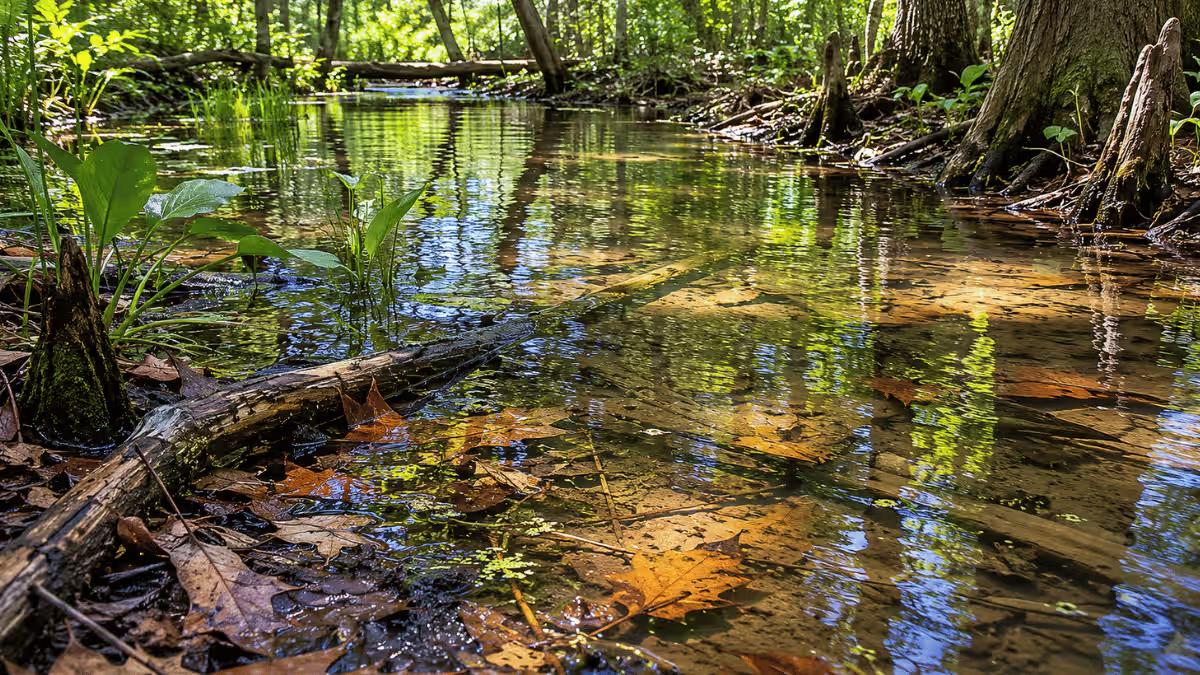 Shallow slow-moving creek habitat in the American Southeast - the natural environment of razor-backed musk turtles