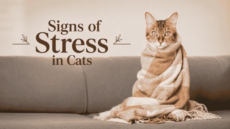 Signs of Stress in Cats: Some Hidden Feline Anxiety Signals