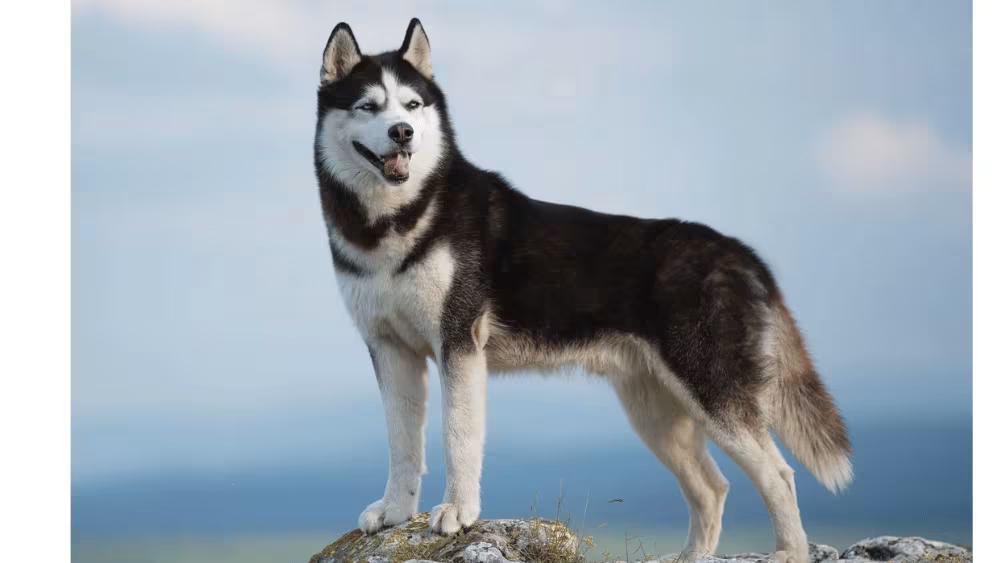 Siberian Husky