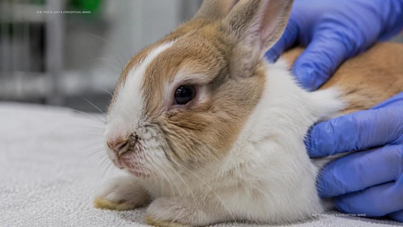 Calicivirus Rabbits: RHDV and RHDV2 Explained