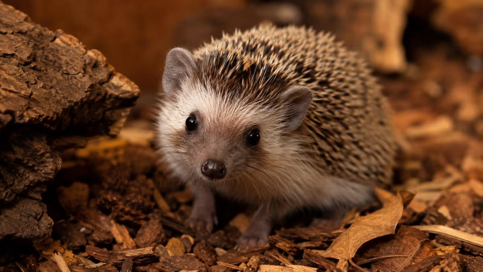 African pygmy hedgehog sitting alert in an enriched enclosure with relaxed quills and bright eyes