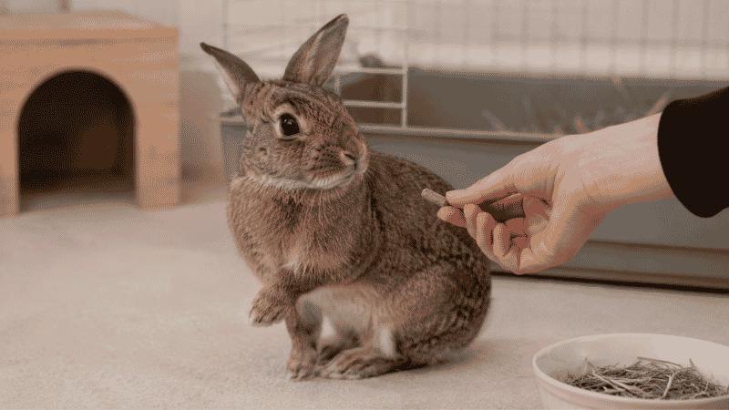 Rabbit refusing to eat food held by owner