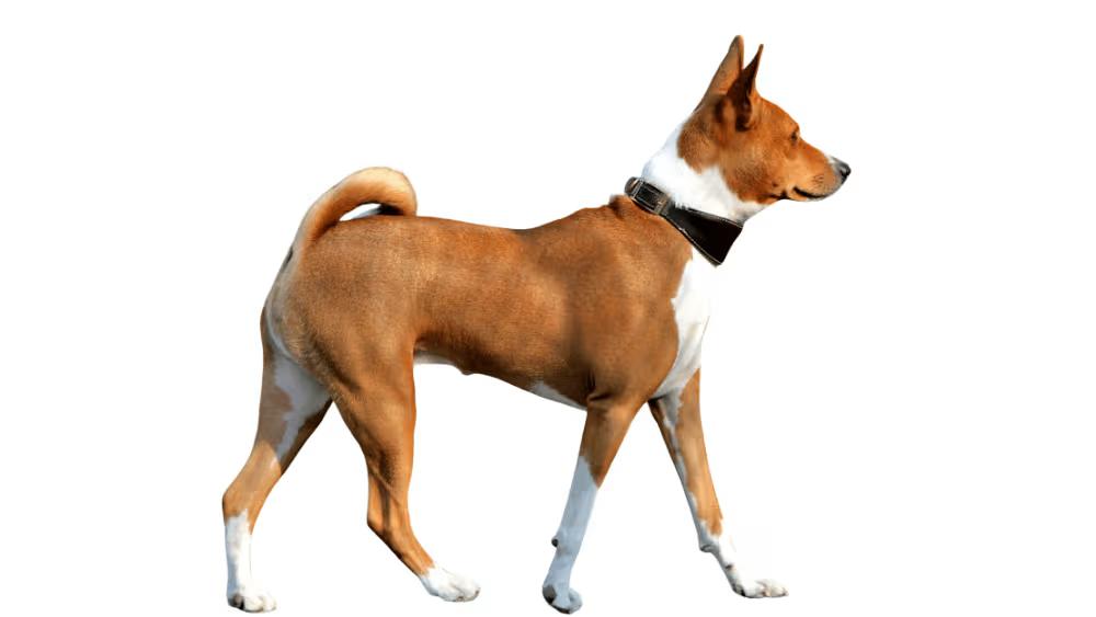 Basenji dog with large upright ears and lean athletic build showing fox-like appearance