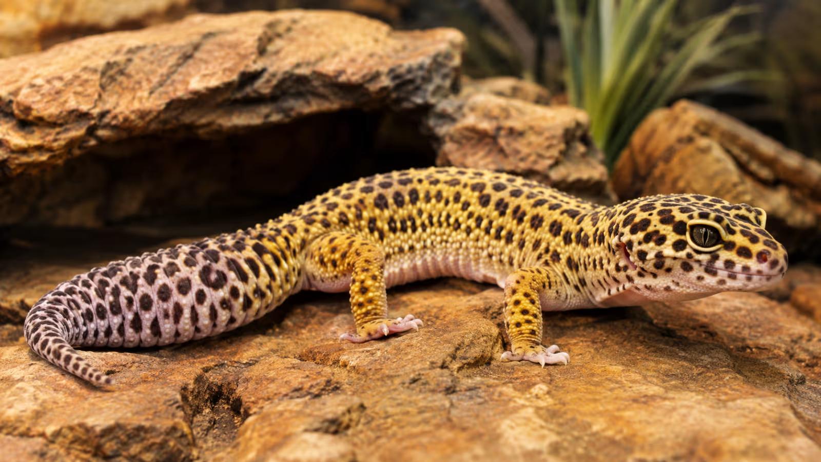 Healthy adult leopard gecko resting on natural rocky substrate inside a well-maintained terrarium, illustrating proper care that supports a long lifespan.