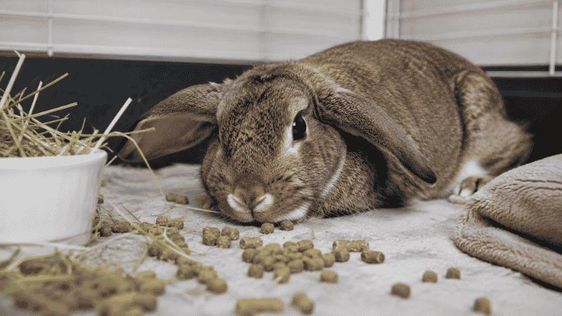 Why Is My Rabbit Not Eating: Critical Signs and What to Do Now