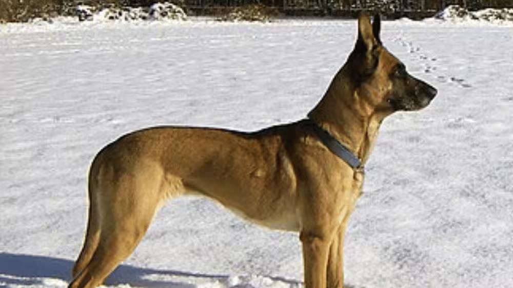 Belgian Malinois