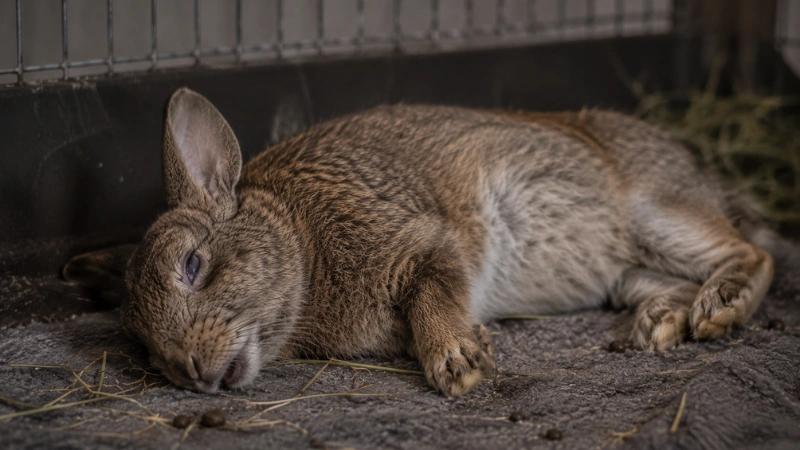 How to Know If Your Rabbit Is Dying: Critical Signs Every Owner Must Know