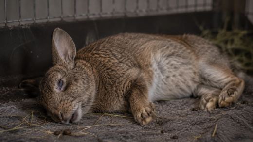 How to Know If Your Rabbit Is Dying: Critical Signs Every Owner Must Know