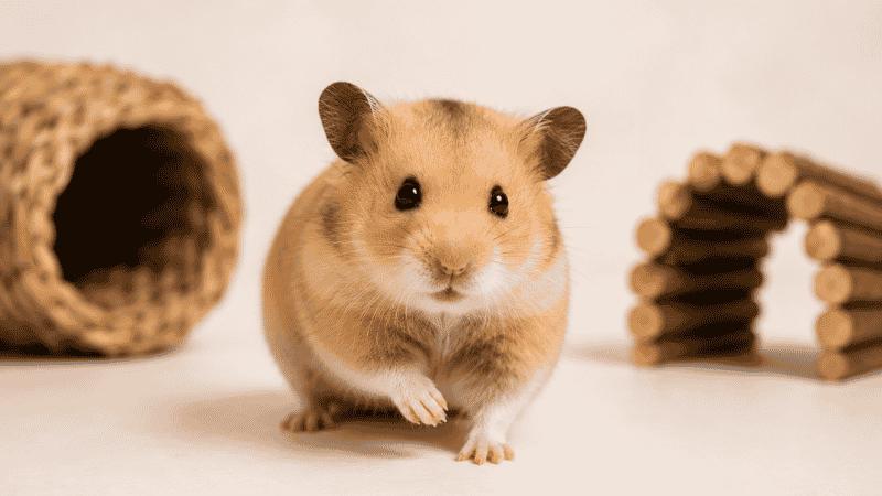Can Hamsters See? The Surprising Truth About Their Blurry World