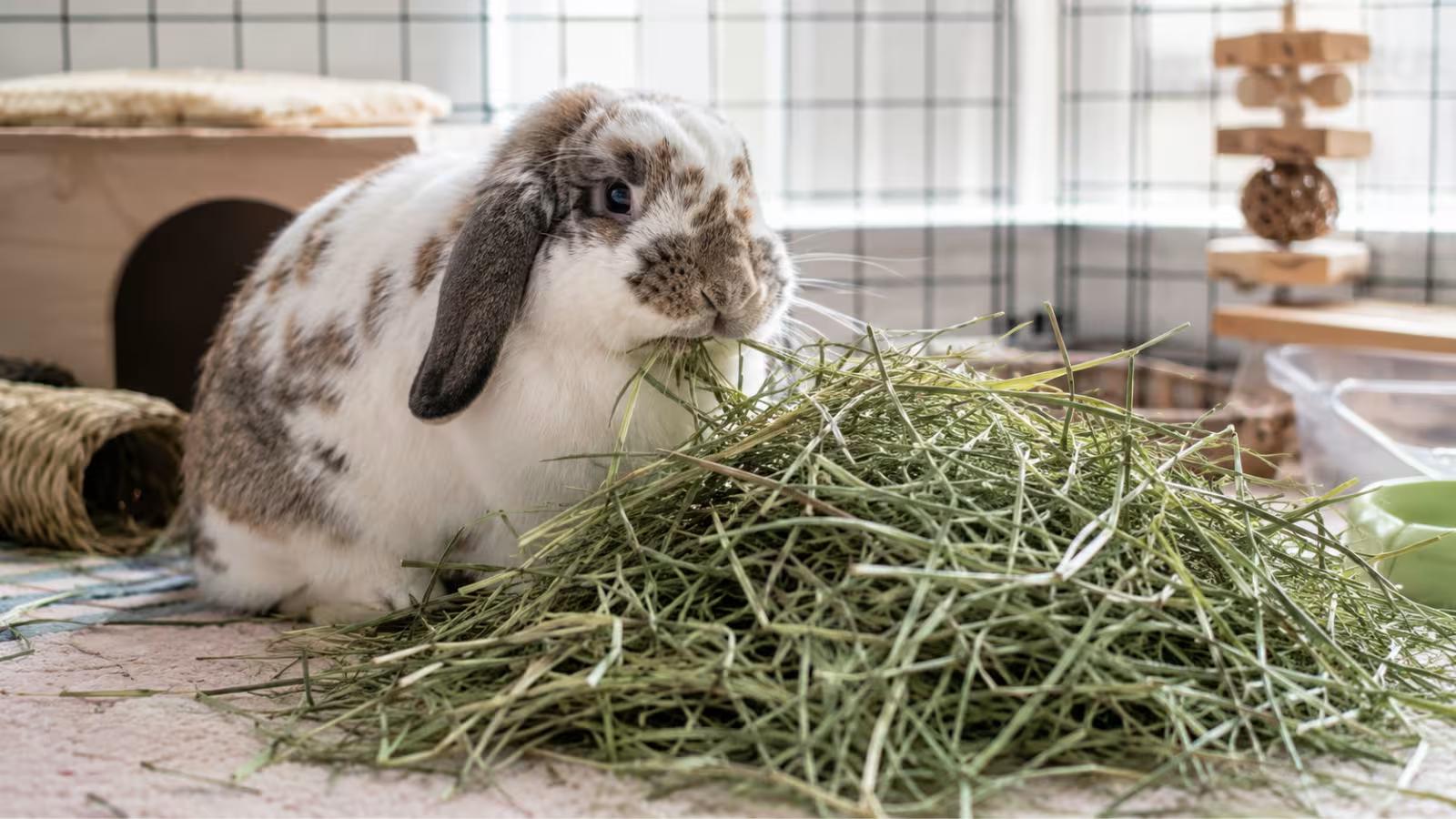 Rabbit eating timothy hay
