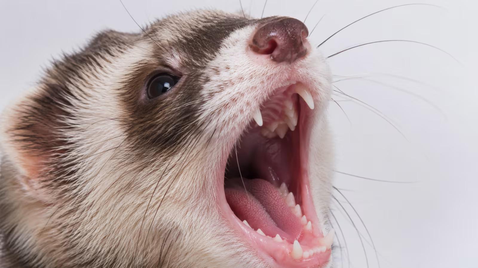 What Should Ferrets Eat? The Complete Ferret Diet Guide (2026)