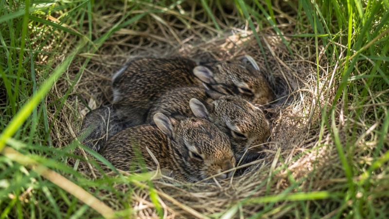Baby wild rabbits inside grass nest