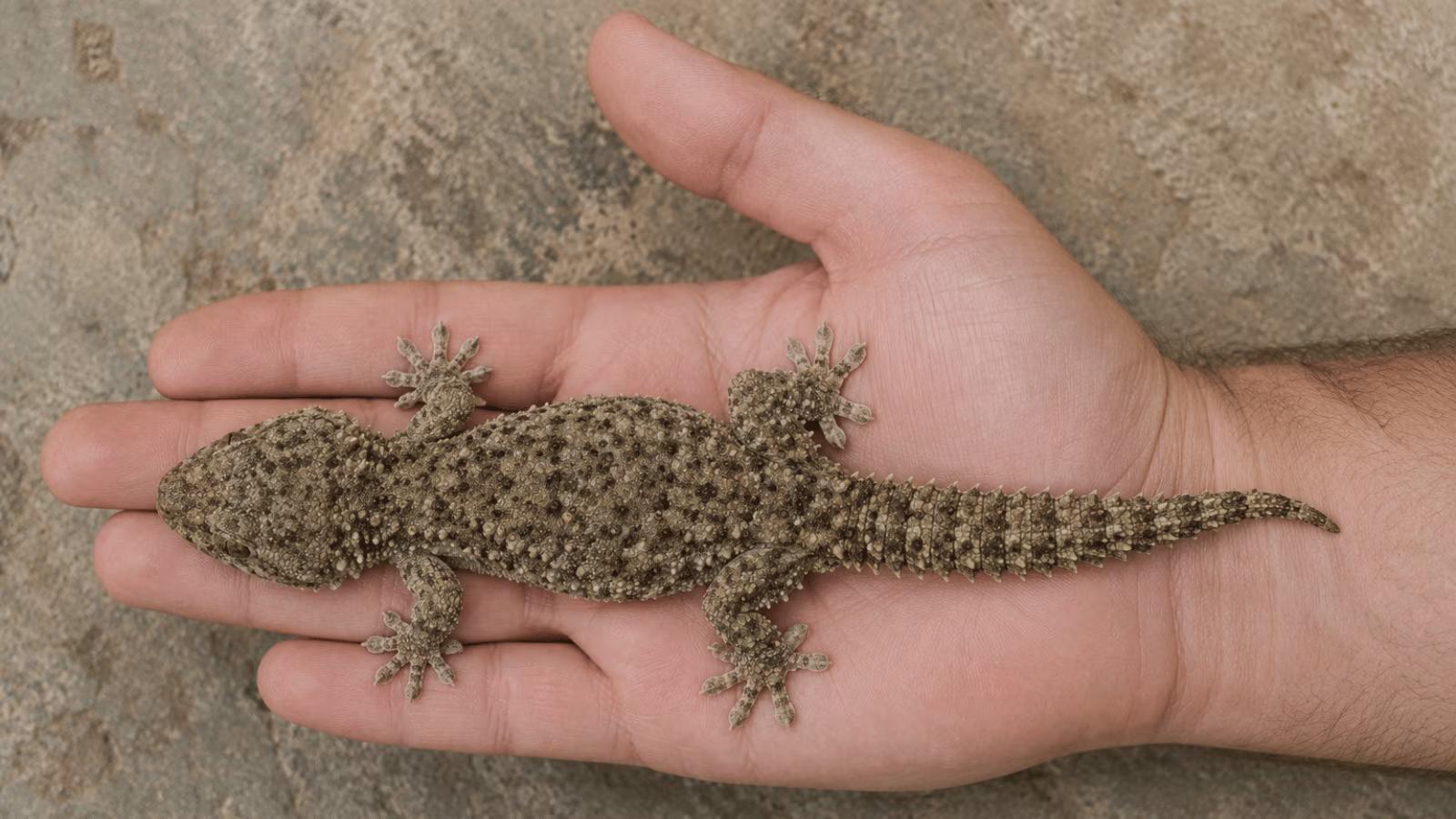 Crocodile gecko resting on a human hand showing full body size for scale