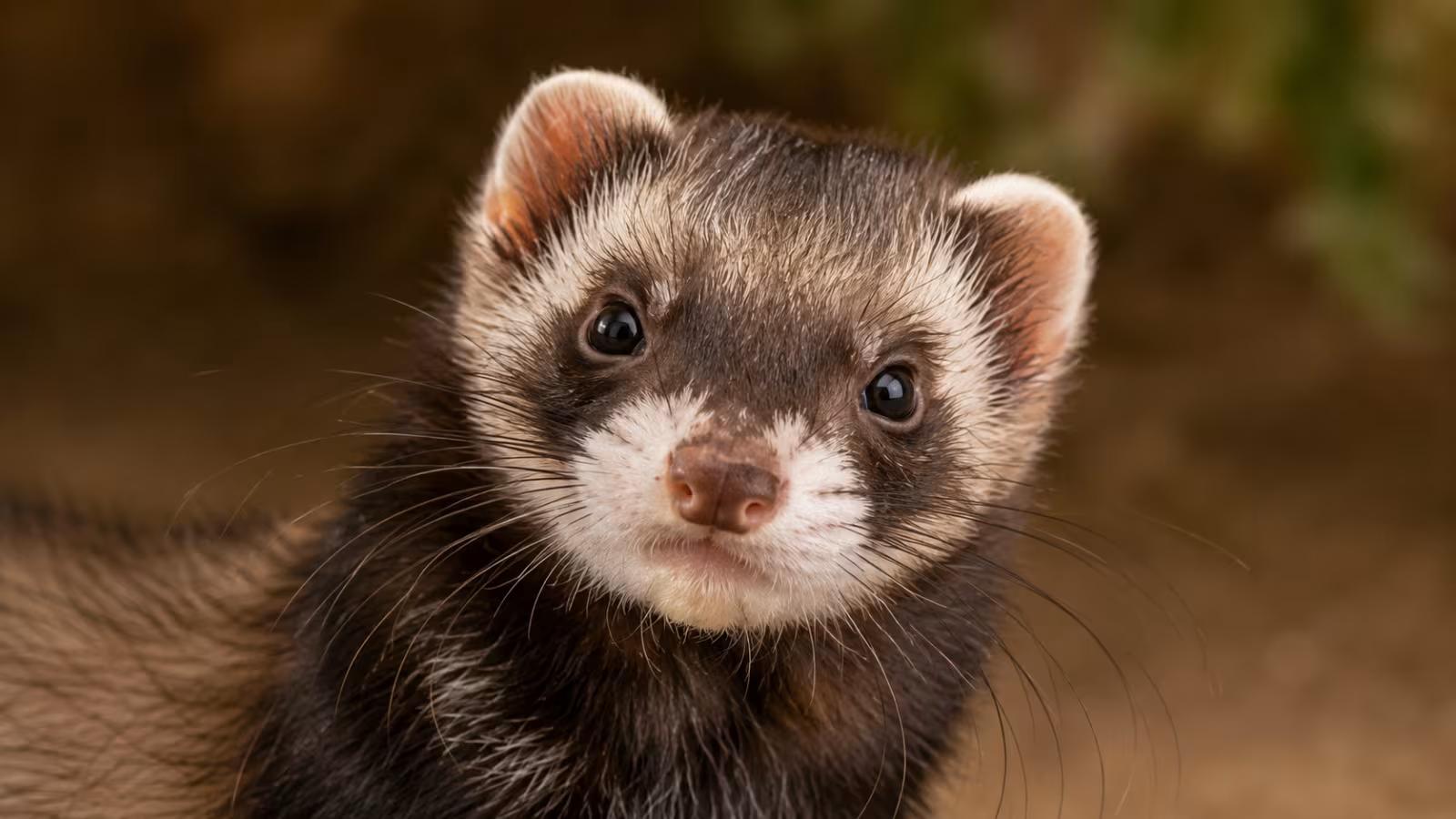 Why Do Ferrets Stink? Real Causes, Easy Fixes, and Health Warning Signs