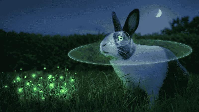 Can Rabbits See in the Dark? The Surprising Truth About Rabbit Night Vision