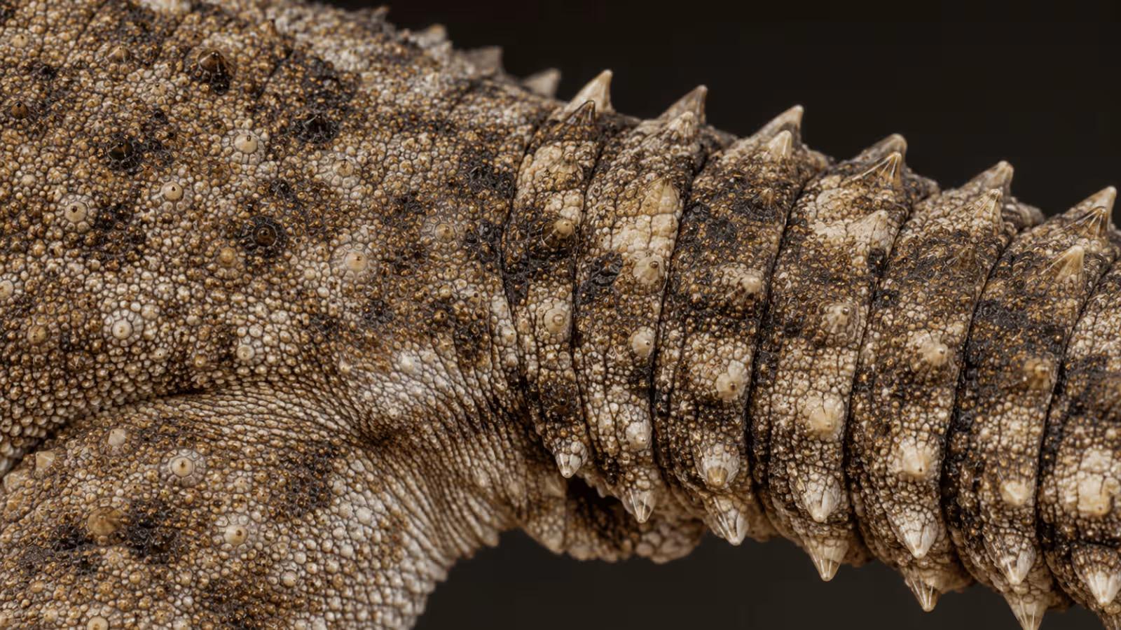 Extreme macro close-up of crocodile gecko scales showing the raised keeled ridges that give the species its distinctive crocodile-like appearance