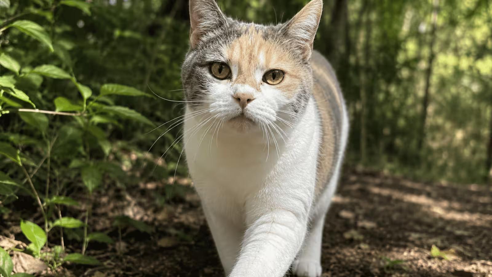 What Do Cats Eat in the Wild? Their Natural Diet Explained