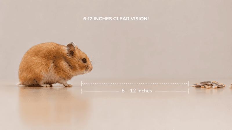 How Far Can Hamsters See? The Blurry Truth About Their Eyesight