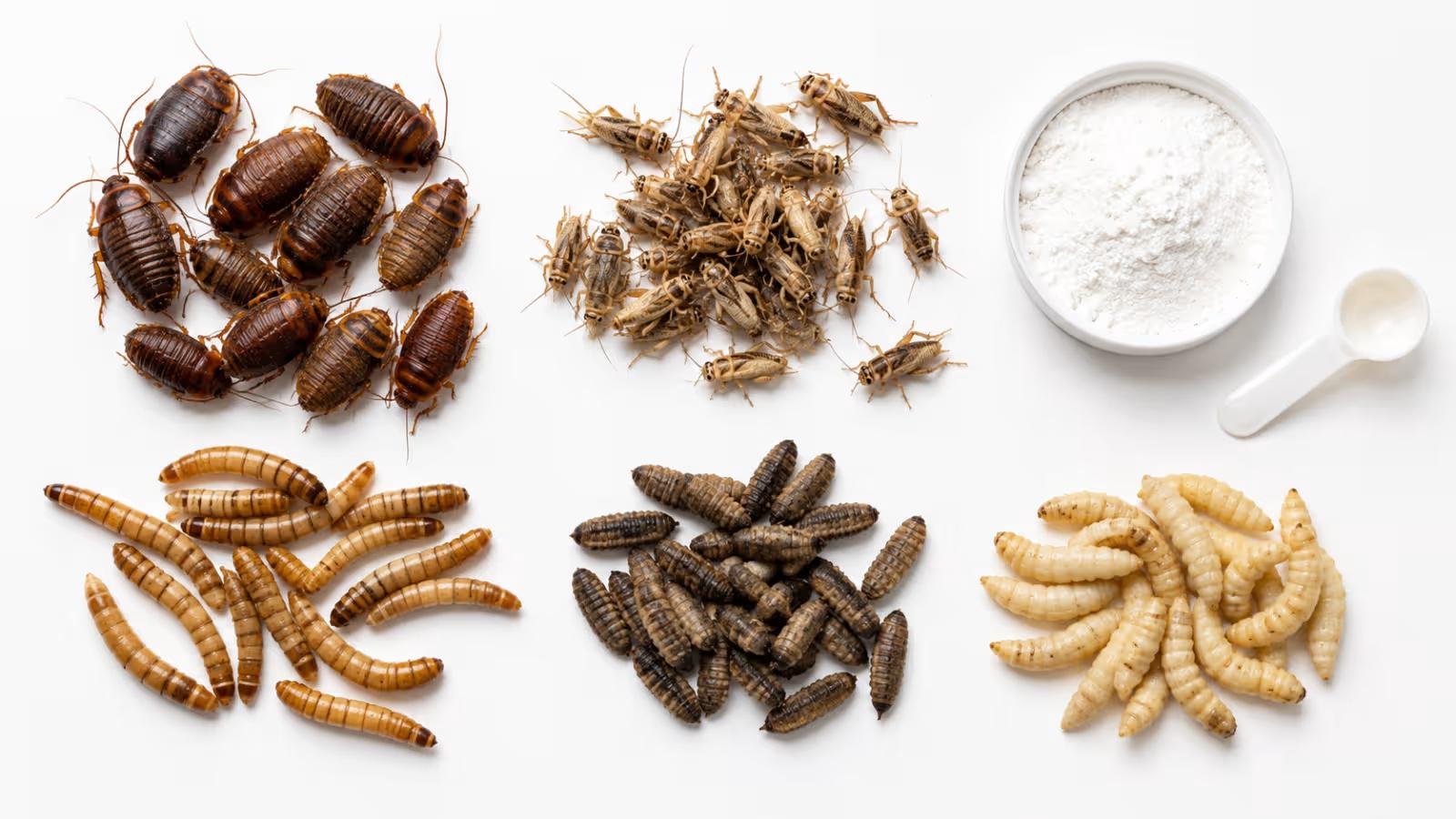Leopard gecko feeding setup with feeder insects and calcium supplement