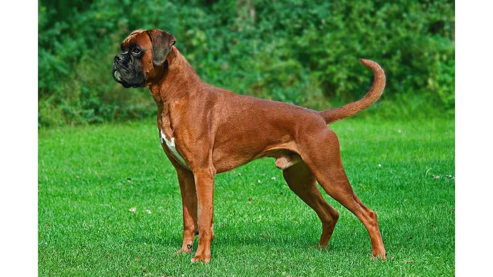 Boxer