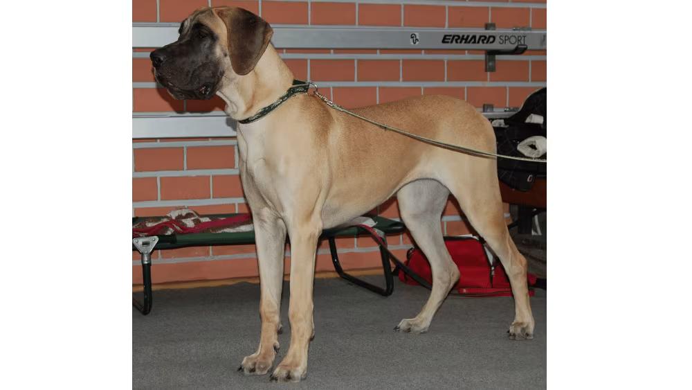 Great Dane