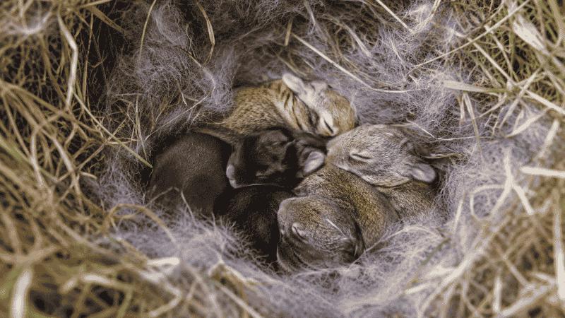 Will Mother Rabbits Abandon a Bunny Nest? The Truth No One Tells You