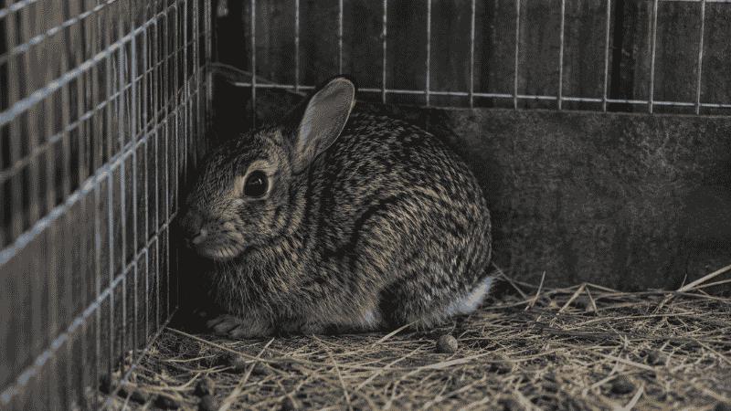Wild rabbit hiding inside cage corner