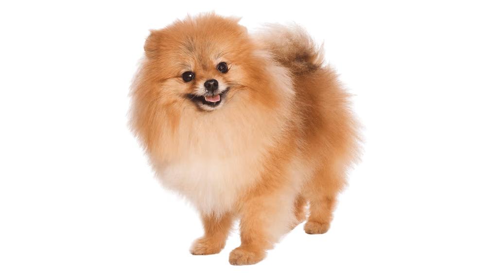 German Spitz with thick orange coat and classic Spitz fox-like face and upright ears