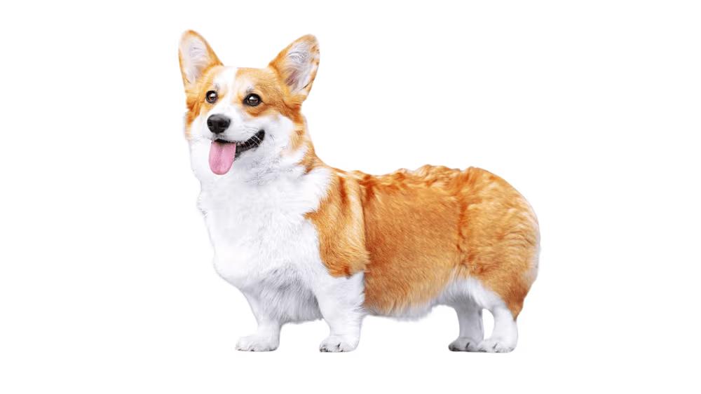 Pembroke Welsh Corgi with fawn coat and large upright ears showing its fox-like facial structure