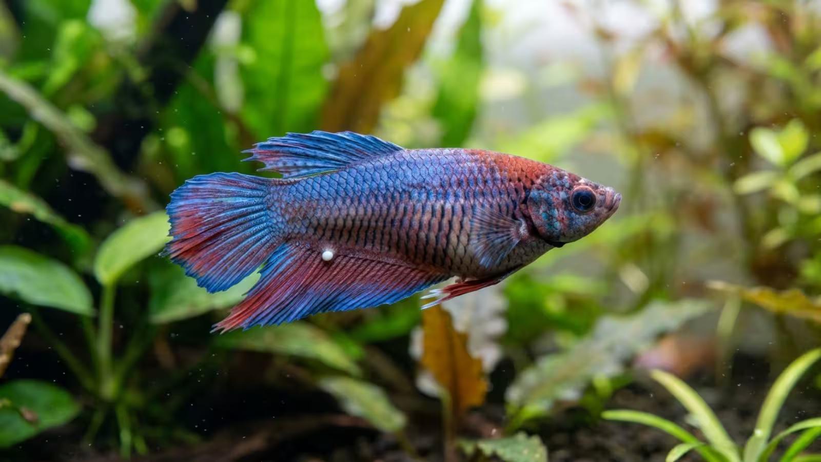 A gravid female betta fish with a swollen belly and visible egg spot, showing signs of carrying eggs