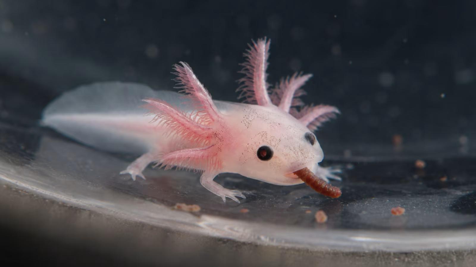 Newborn axolotl eating - hatchling actively hunting live food