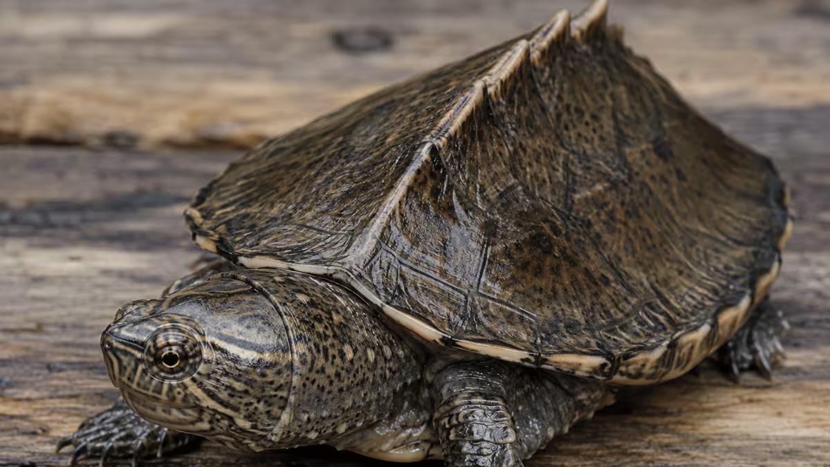 Razor-Backed Musk Turtle Care Guide: Lifespan, Smell, Sleep and Setup Explained
