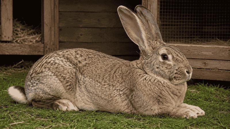 Flemish Giant rabbit